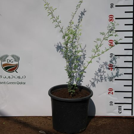 Prosopis cineraria