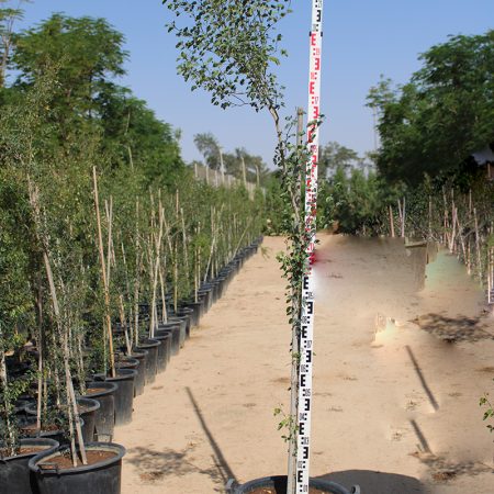 Pithecellobium  inga- dulce