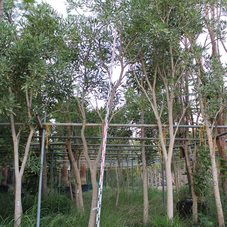 Tabebuia argentia (2.5-3.0m Ht,1.5m CT,40-50mm¸)