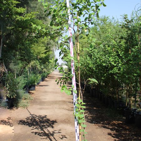 Ziziphus jujuba ( China )