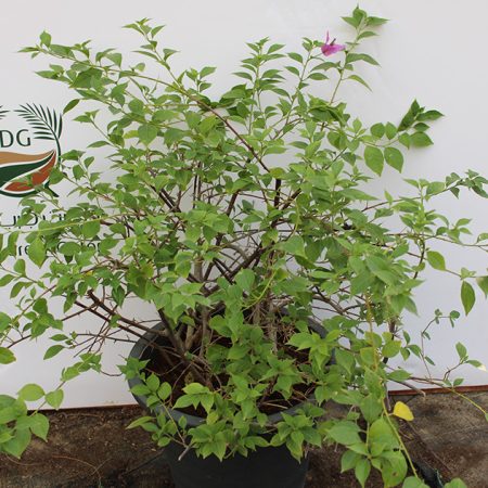 Bougainvillea alexandra