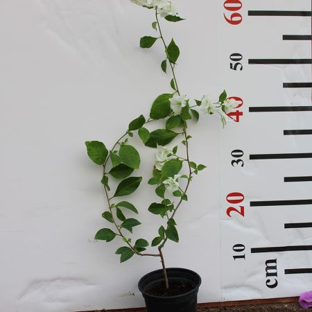 Bougainvillea glabra 'White'