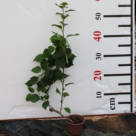 Bougainvillea Spectabilis"Red"