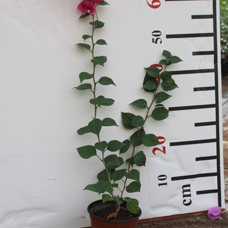 Bougainvillea Spectabilis"Red"