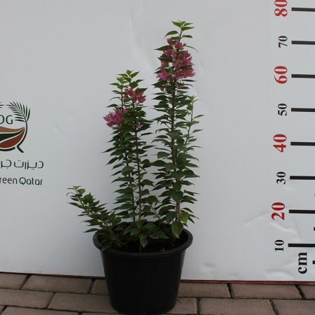 Bougainvillea 'Pink Pixie'