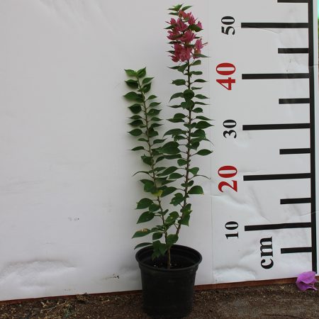 Bougainvillea 'Pink Pixie'