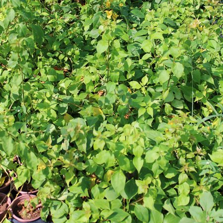 Bougainvillea "yellow"