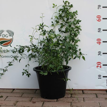 Jasminum grandiflorum