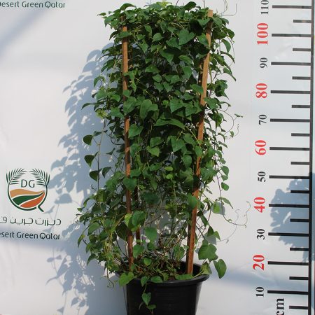 Jacquemontia marathi