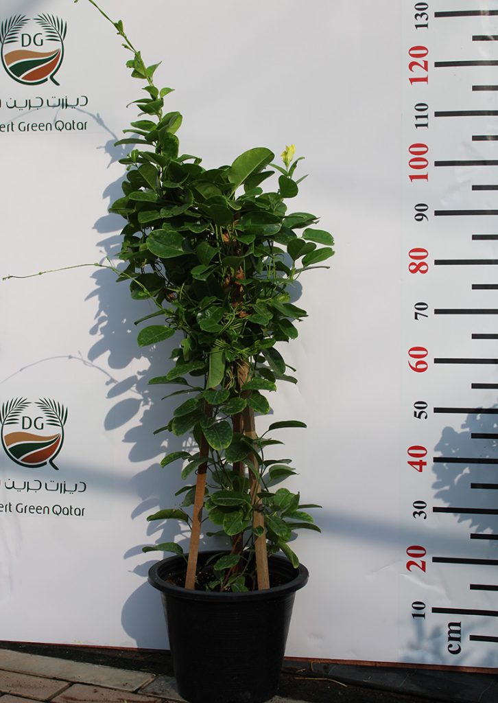 Mandevilla “Yellow” 80-100cm | Desert Green Qatar