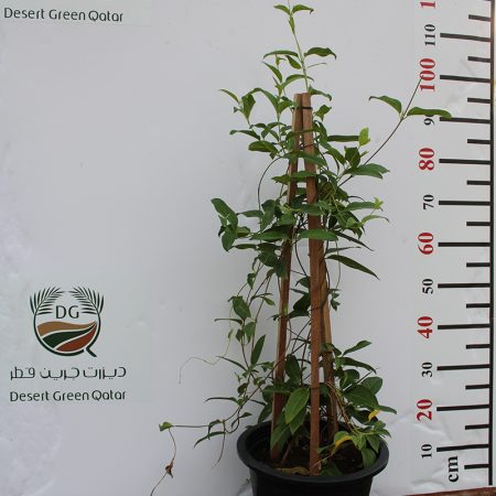 Tristellateia australasiae