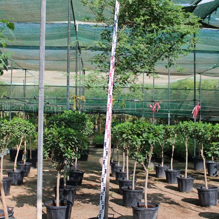 Tamarindus indica (2.5-3.0m O.A Ht, 35-40mm dia)