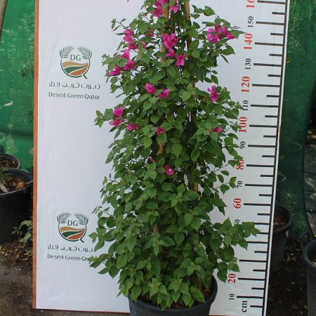 Bougainvillea Cone Shape