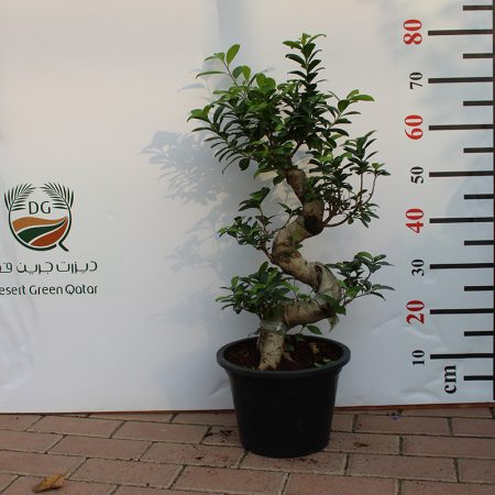 Ficus Bonsai "S" Shape
