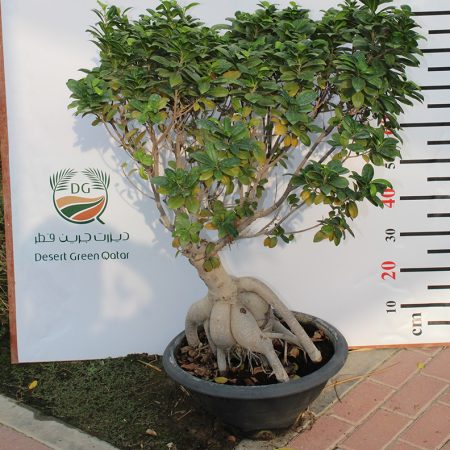 Ficus microcarpa " Bonsai " (1-1.2m ht)