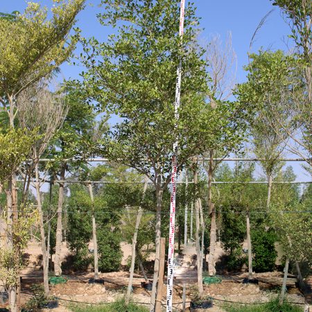 Bucida buceras 3-4m Ht, 50-60mm,dia