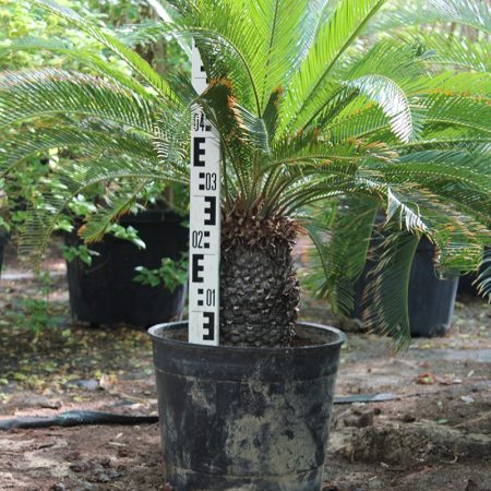 Cycas revoluta 30-40cm