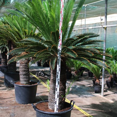 Cycas revoluta 90-100cm