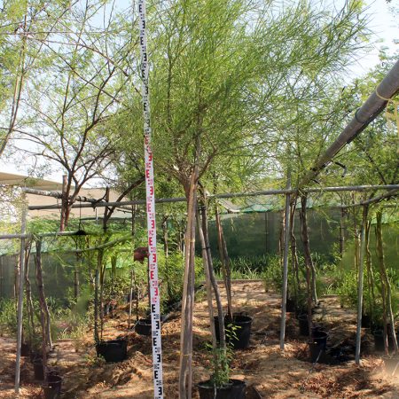Parkinsonia Aculeata
