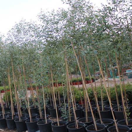 Eucalyptus 'Rostrata'