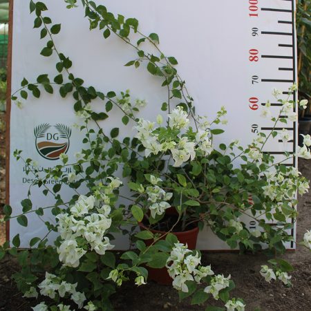 Bougainvillea glabra 'White'