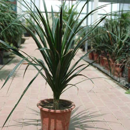 Dracaena draco 50-60cm
