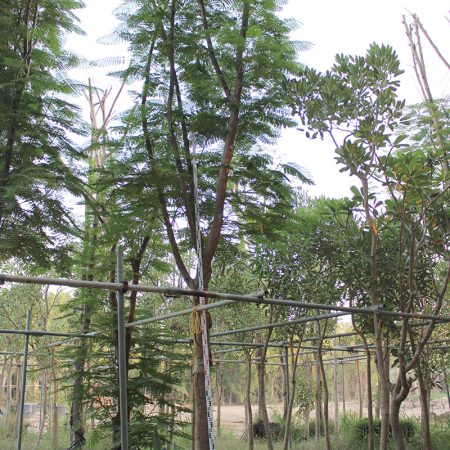 Delonix Regia (5.0m Ht, 2.0m CS,6")