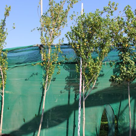 Thespesia Populnea (2.5-3.0m 0.A Ht, 30-40mm dia)