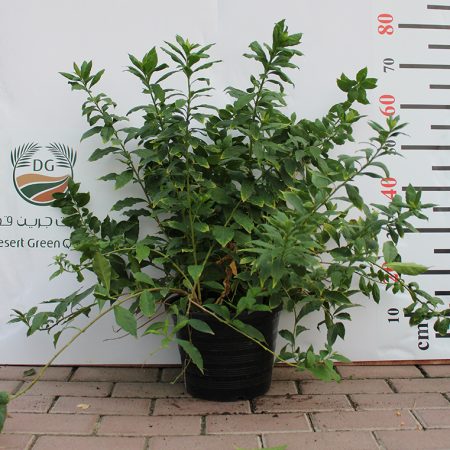 Brunfelsia latifolia