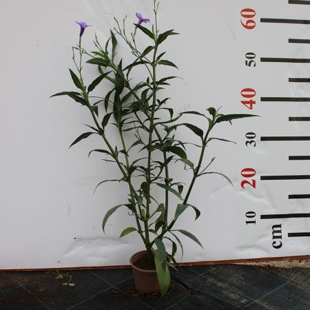Ruellia ciliosa "Mix"