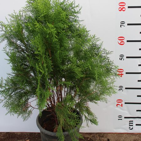 Thuya orientalis 40-50cm