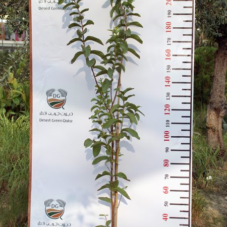 Psidium "Guava" Pakistan