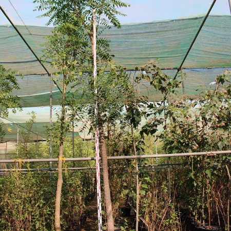 Azadirachta indica " Neem "