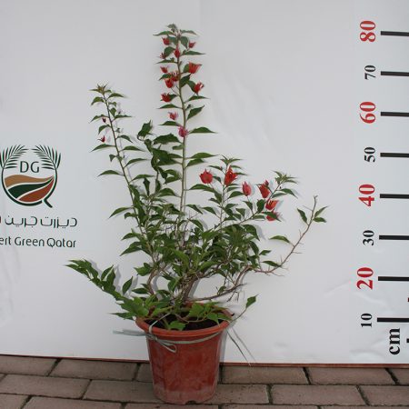 Bougainvillea Glabra "Mix Col" 40-50cm