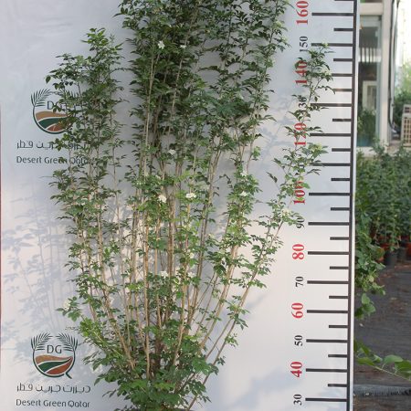 Murraya paniculata