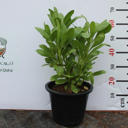 Scaevola Frutescens