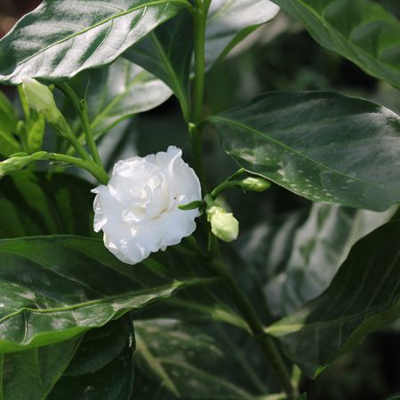 Tabernaemontana D.Flower