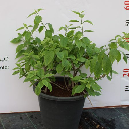 Bougainvillea 'Singapore Pink'