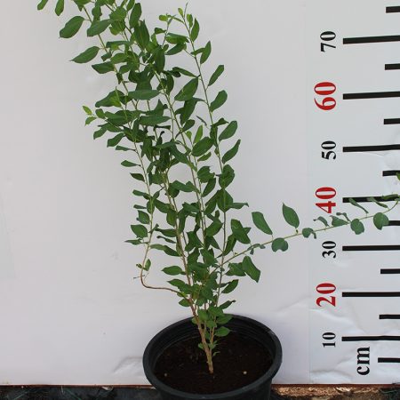 Ziziphus spina-christi (1.5-2.0m Ht)