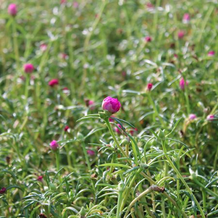 Portulaca grandiflora Mix