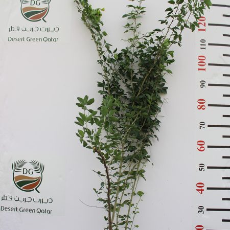 Pithecellobium  inga- dulce