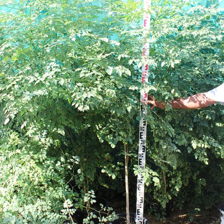 Millingtonia hortensis