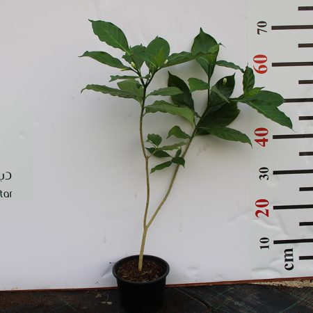 Tabernaemontana S.Flower