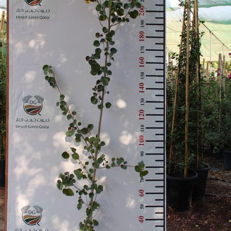 Hibiscus Tiliaceus Rubra 40-50cm