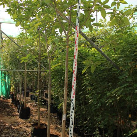 Cordia sebestena 3.5-4.0m Ht, 2m CT, 4-5cm Dia