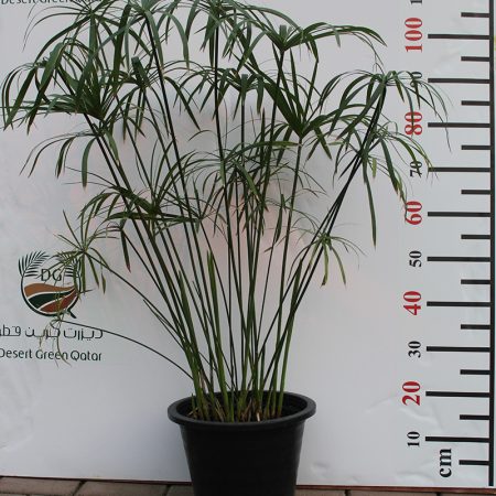 Cyperus Alternifolius