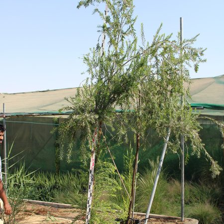 Callistemon Viminalis