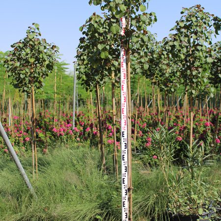 Hibiscus Tiliaceus Rubra