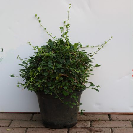 Ehretia microphylla ( Ball )