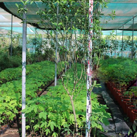 Citrus Lemon 'Bin Zaheer' ( 1.5 - 2.0m Height & Bushy )